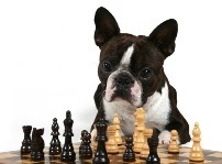 [dog-chess[4].jpg]