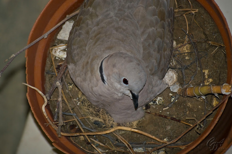 Eurasian Collared Dove Hatching CDA Photo