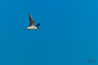 Common Tern (Sterna hirundo) seabird