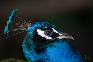 Indian Peafowl (Pavo cristatus), also  known as the Common Peafowl or the Blue Peafowl