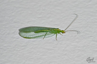 Green lacewing (Chrysopidae family) insect - less than 2cm in lengh
