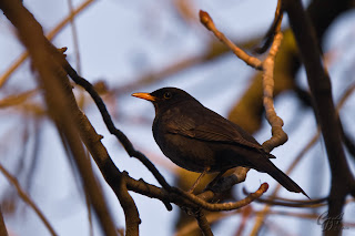 Common Blackbird (Turdus Merula)