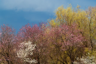 Spring colorful flowering trees with threatening storm clouds above