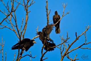 Rooks (Corvus frugilegus) from the crow family (Corvidae)