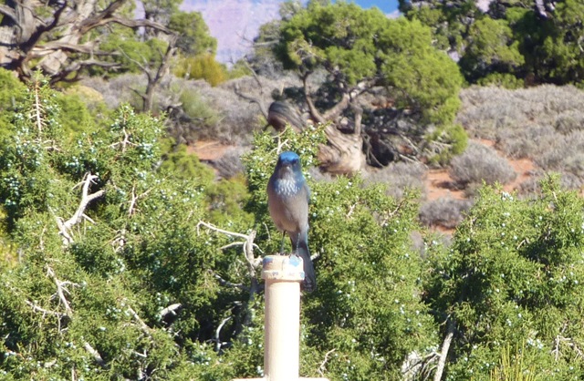 [Canyonlands Nat'l Park Mountain Bluebird.jpg]
