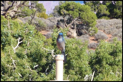 Canyonlands Nat'l Park Mountain Bluebird
