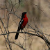0791 - Mahango NP cr.jpg, 2009 Namibië - Botswana