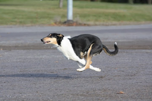 Lily juoksee (C) Velipekka Soini