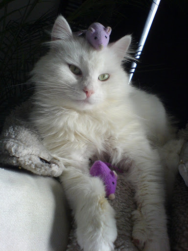 Fresh Cat-s house_Kitty-s house page 425 - Friendship Cafe - ,