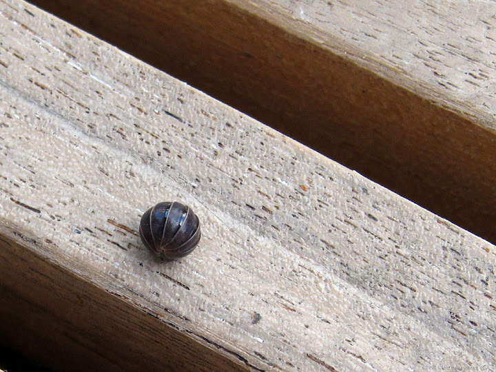 Roly-poly rolled