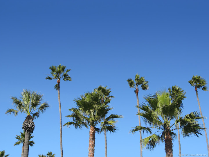 Coronado palms