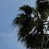 Mall palm