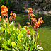 Riparian flora