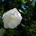 From the White Flower Garden