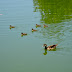 Duck not mallard and ducklings