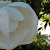 White magnolia flower