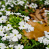 White flowers in the White Flower Garden