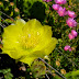 Prickly pear blossom