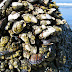 Barnacle life