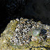 Green crab