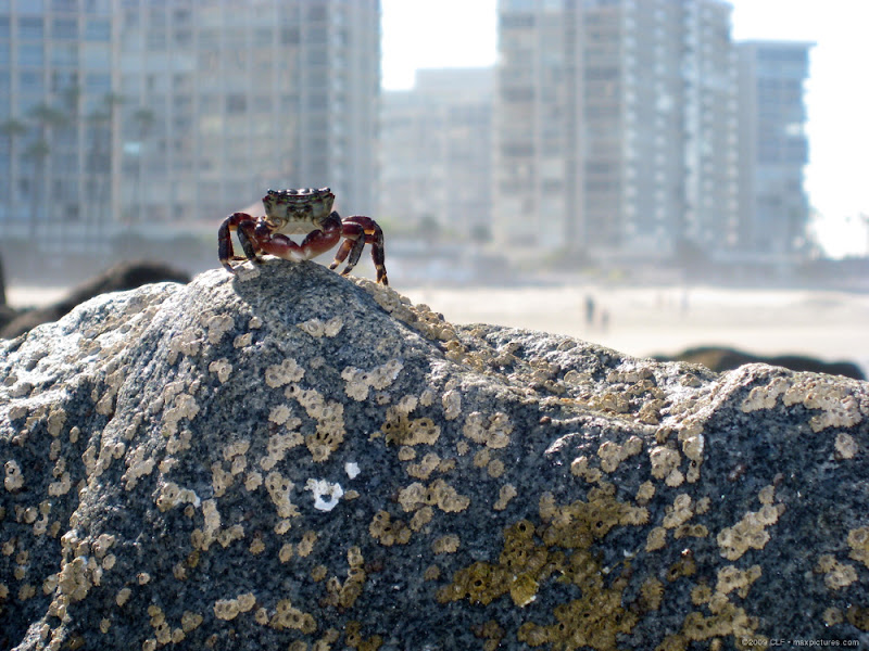 King of the crabs