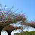 Bougainvillea arbors