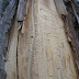 Worm tracks on the Spire