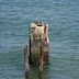Gulls on piers