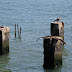 Gulls on piers