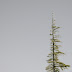 Perched raptors