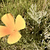 Poppy
