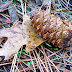 Pine cone, leaf, and needles