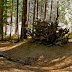 Fallen tree