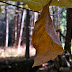 Hanging leaf