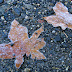 Frosted leaves
