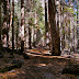 Mirror Lake Trail ahead