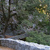 The Mist Trail
