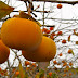 Persimmons