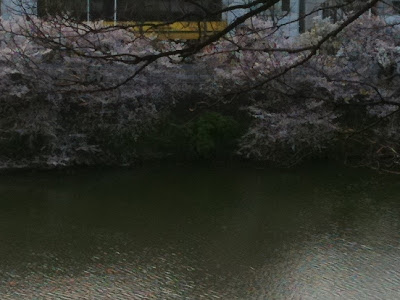 最後の桜