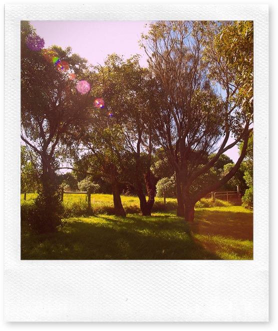 backyard trees