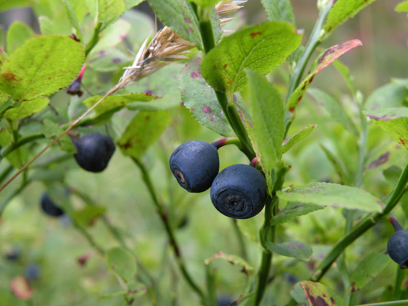 Blueberries! 