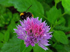 Biene auf Schnittlauch-Blüte