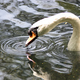 Cygnes