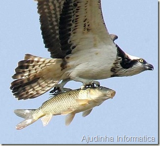 aguia voando com peixe