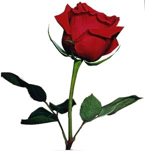[bgsingle_red_rose[10].jpg]