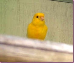 Canary