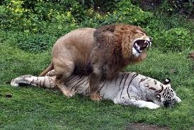 [interspecies lion white tiger sex[7].jpg]