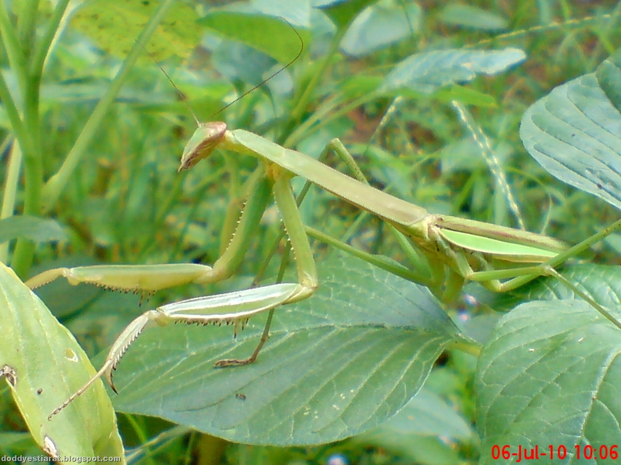 [one eye praying mantis 11[1].jpg]
