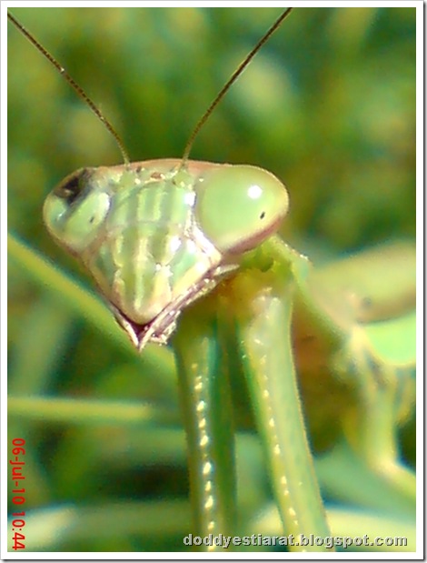 one eye praying mantis 27