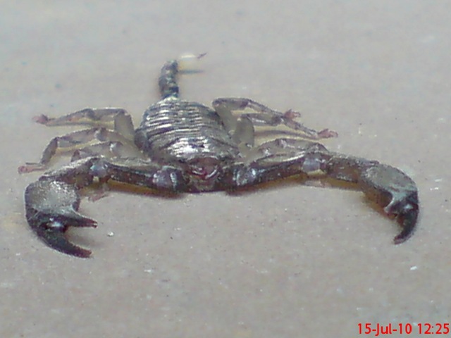 [Flat-bodied scorpion 6[4].jpg]